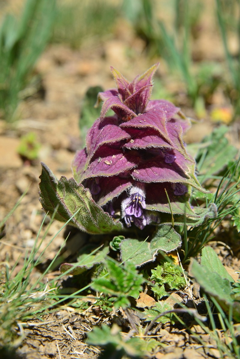 Ajuga lupulina photo 2