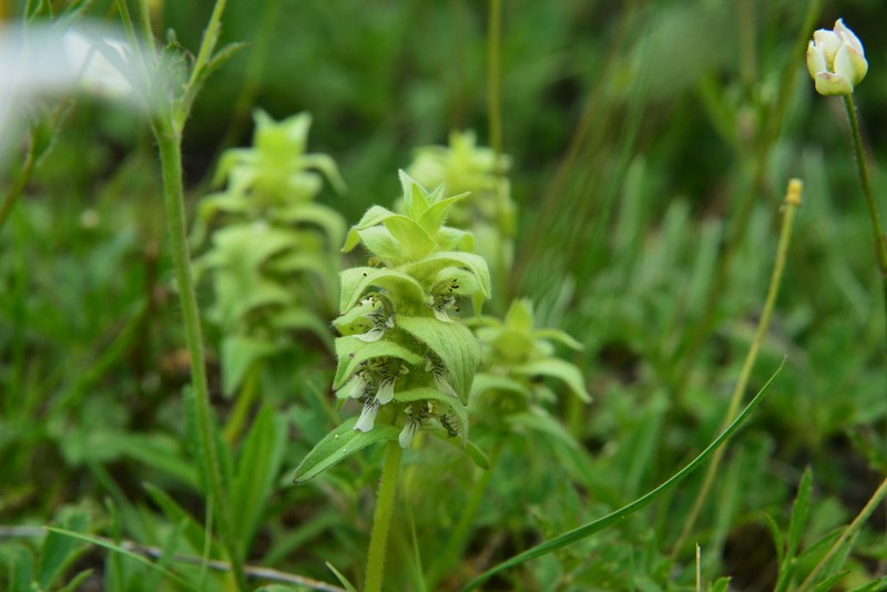 Ajuga lupulina photo 3