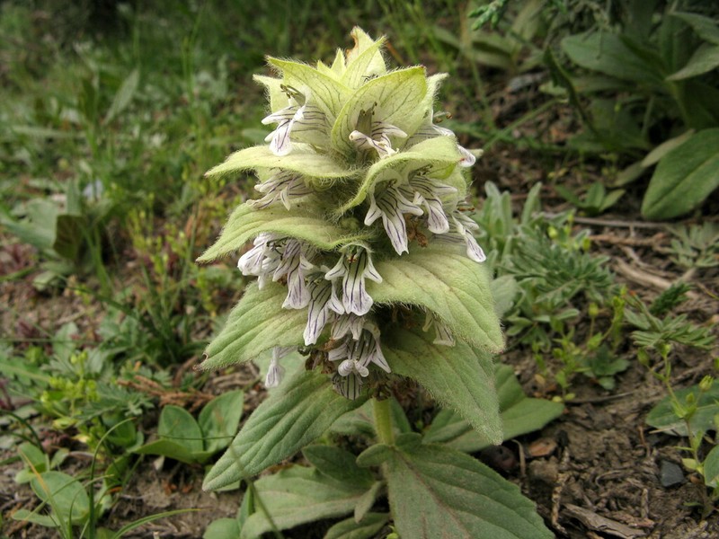 Ajuga lupulina photo 4