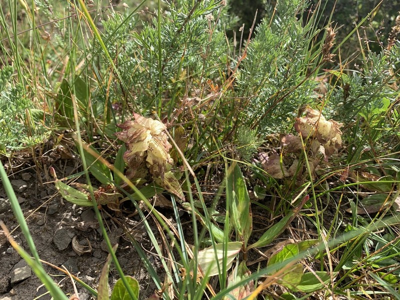 Ajuga lupulina photo 5