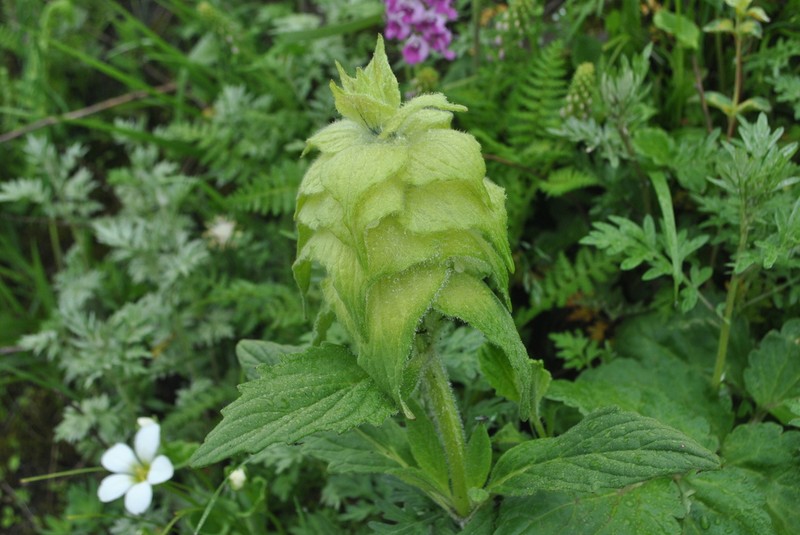 Ajuga lupulina photo 8