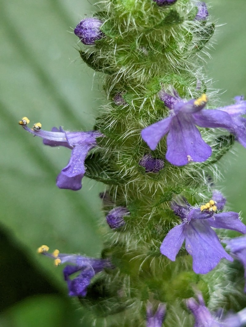 Ajuga macrosperma photo 2