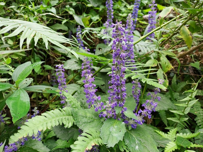 Ajuga macrosperma photo 3