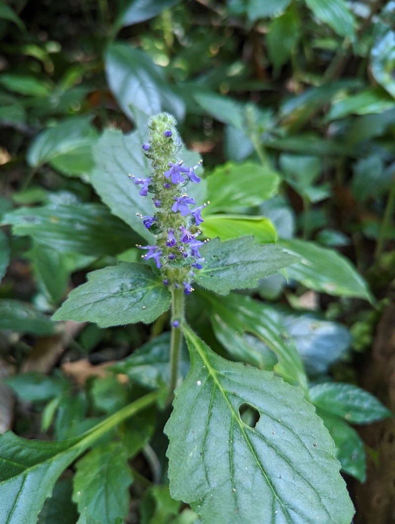 Ajuga macrosperma photo 4
