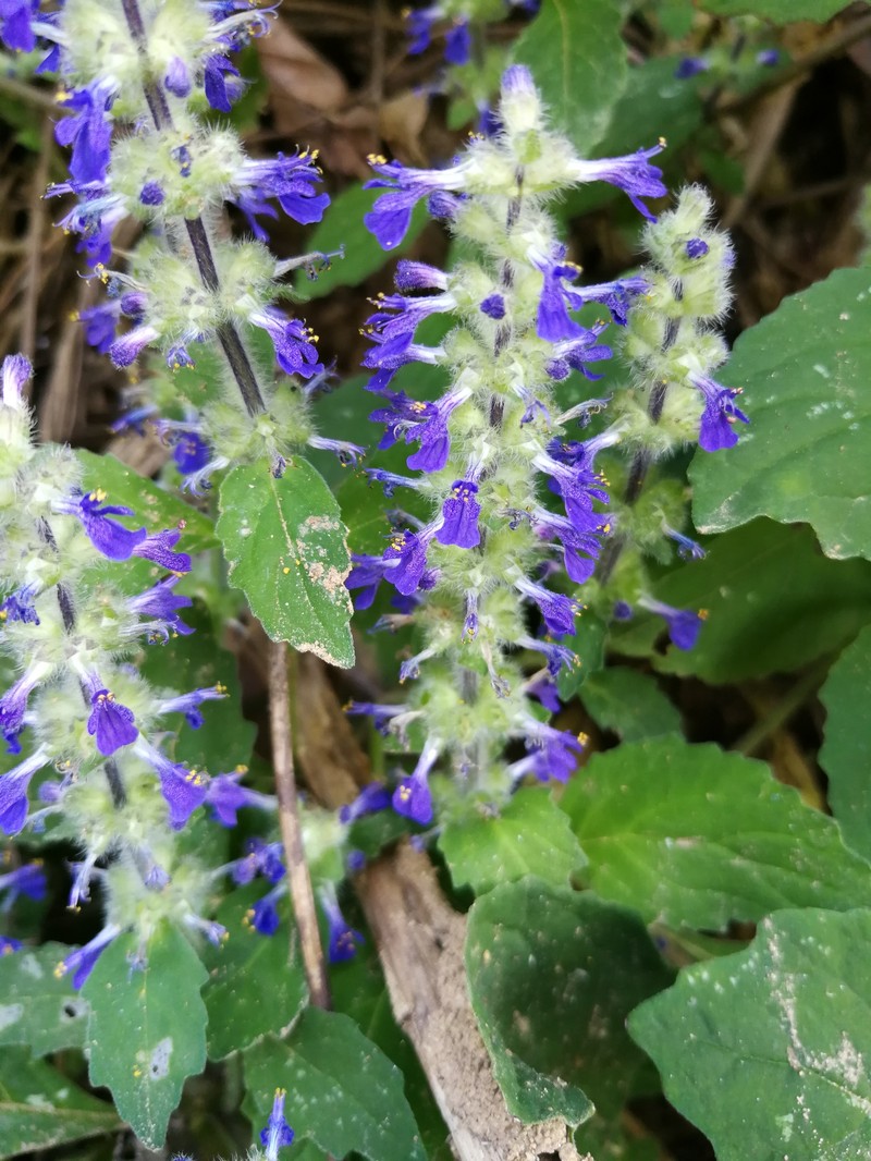Ajuga macrosperma photo 6