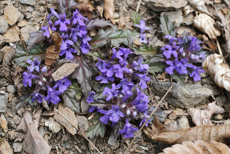 Ajuga makinoi