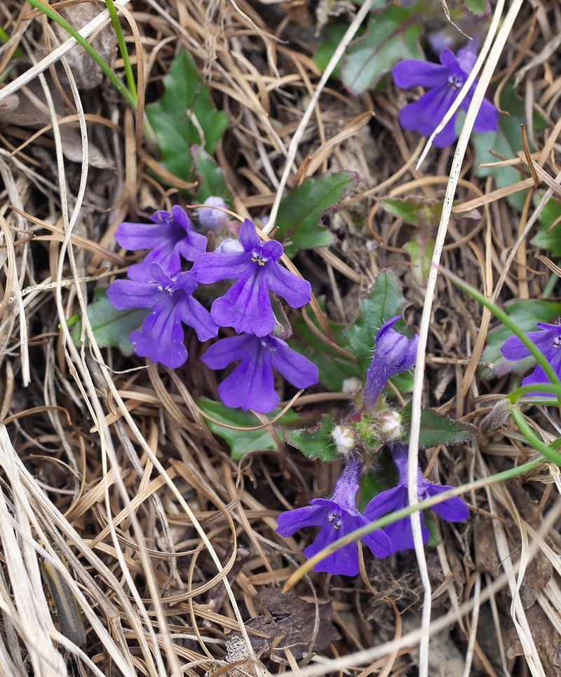 Ajuga makinoi photo 2