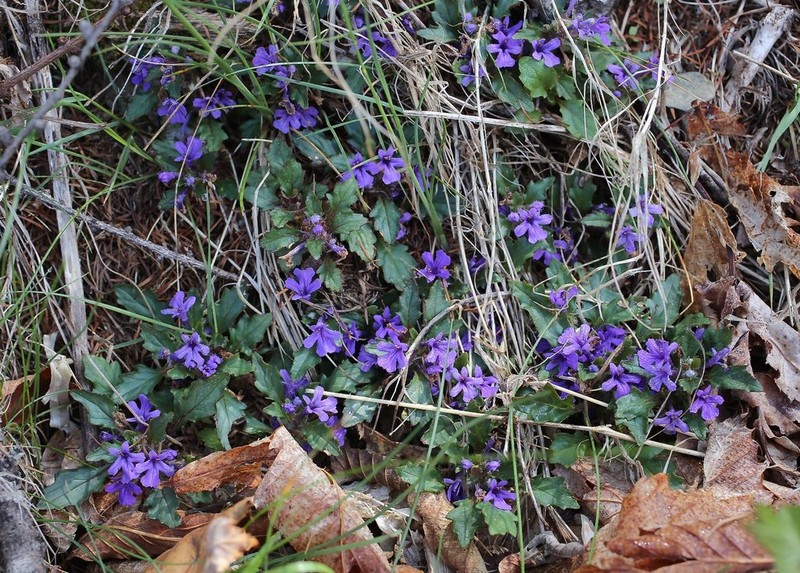 Ajuga makinoi photo 3