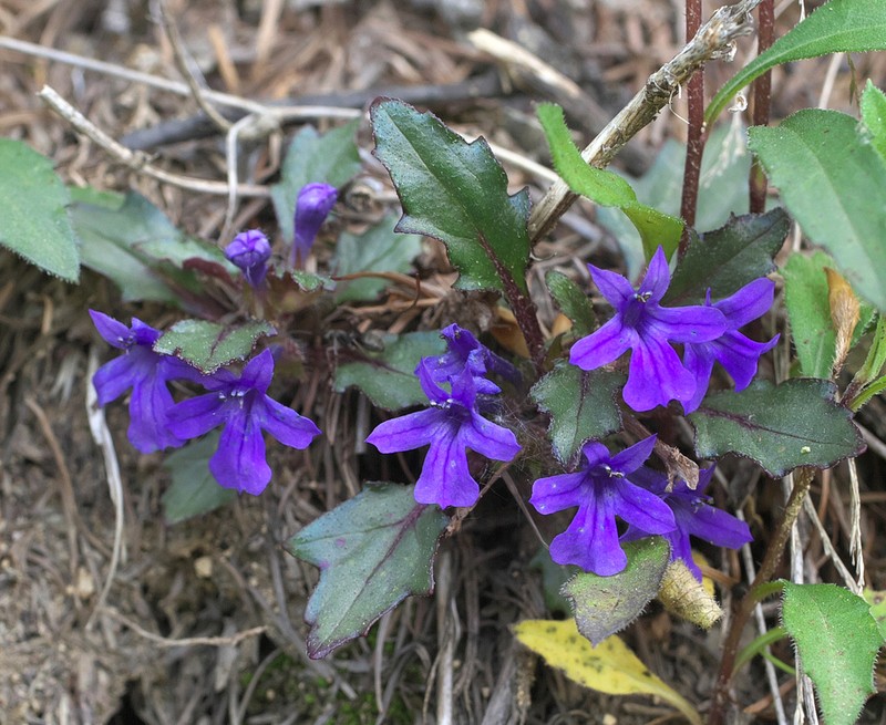 Ajuga makinoi photo 4