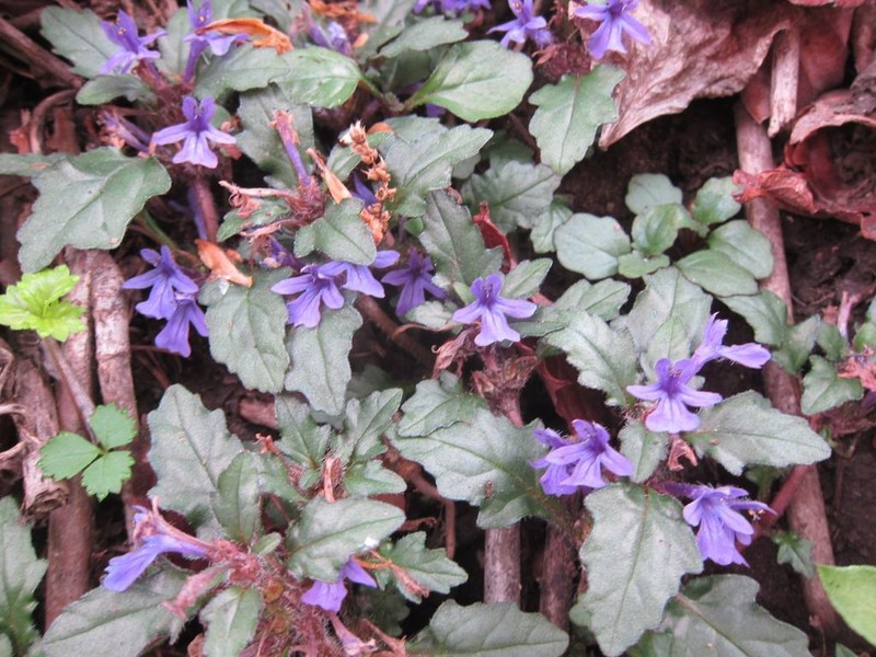 Ajuga makinoi photo 5