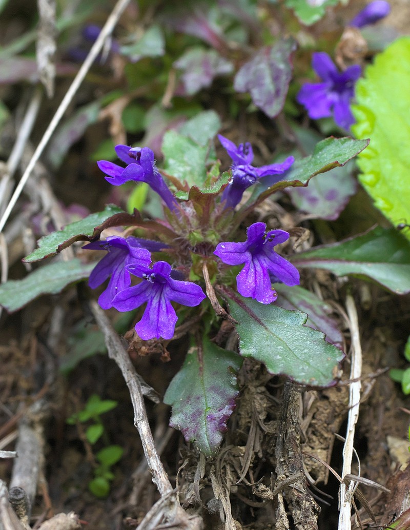 Ajuga makinoi photo 6