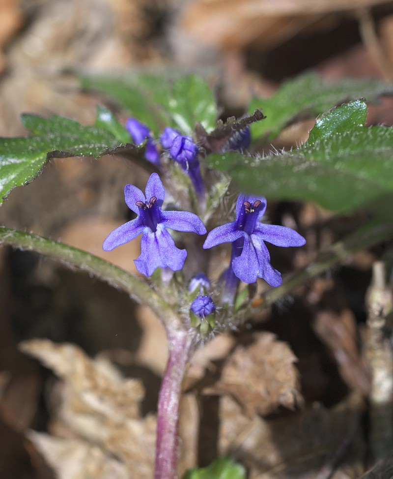Ajuga makinoi photo 7
