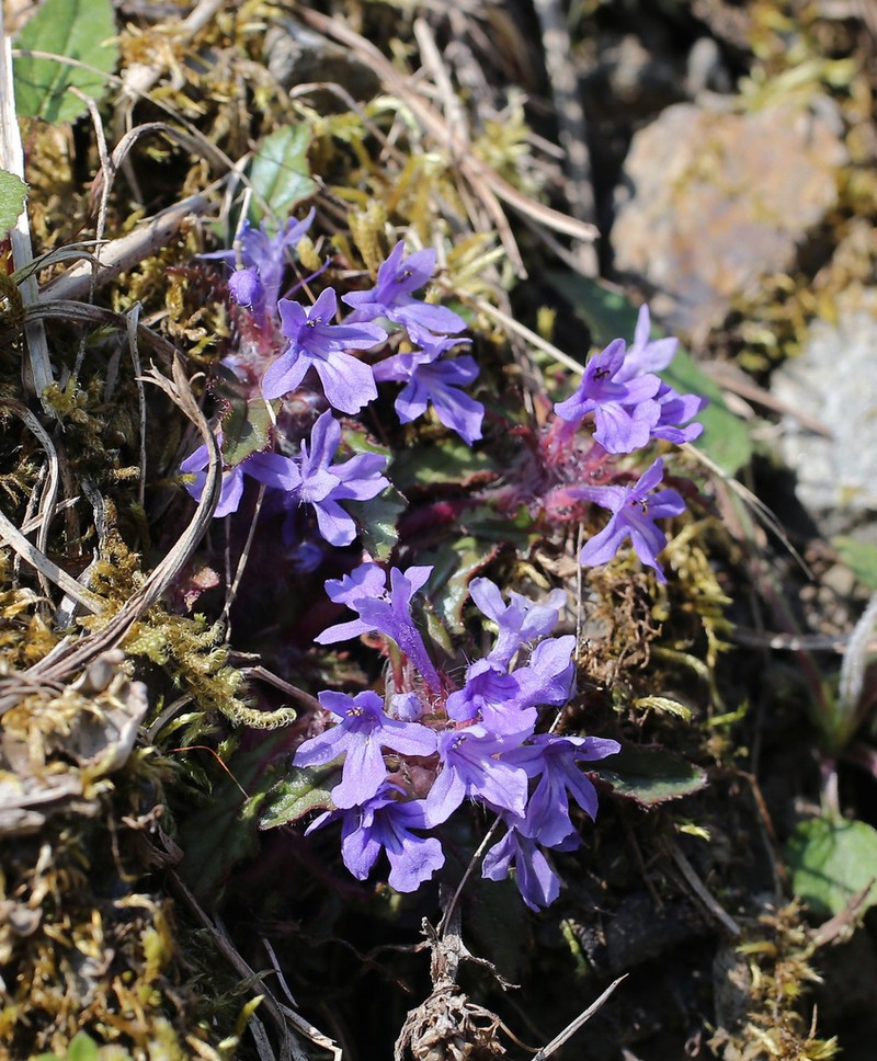 Ajuga makinoi photo 8