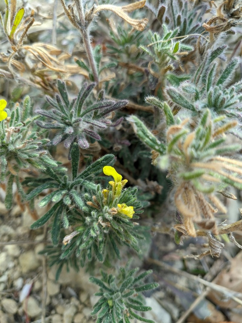 Ajuga mollis photo 8
