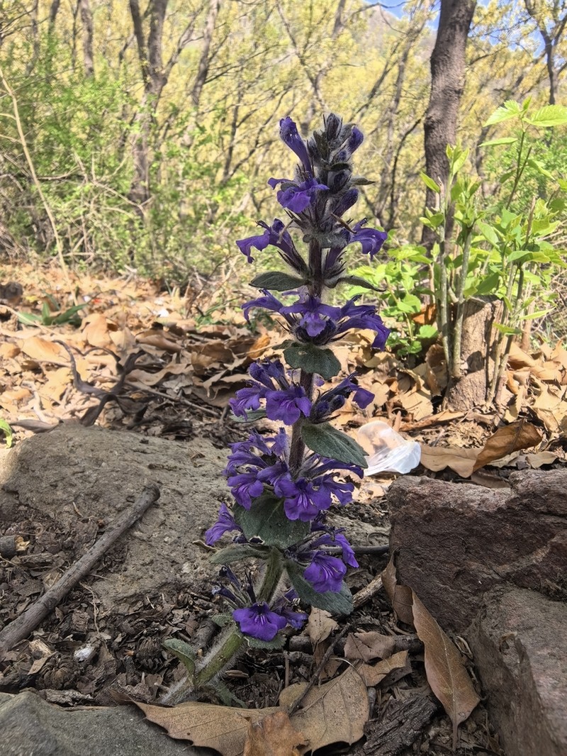 Ajuga multiflora