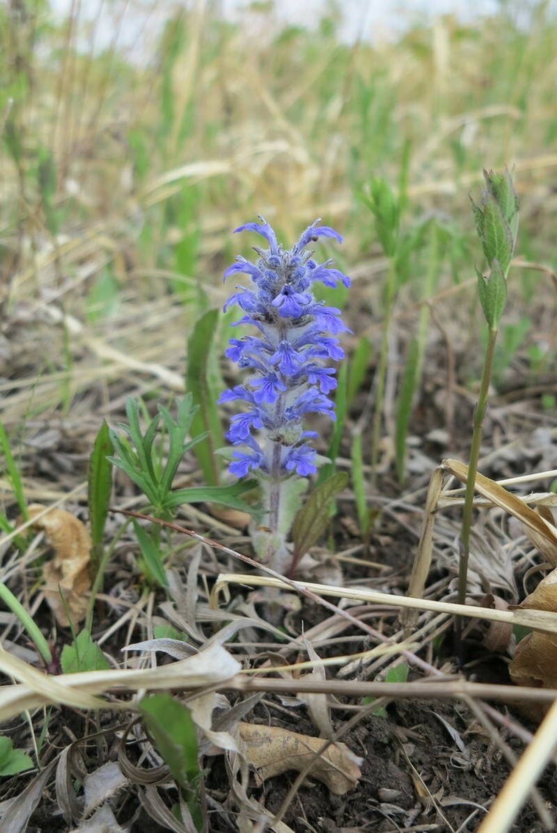 Ajuga multiflora photo 2