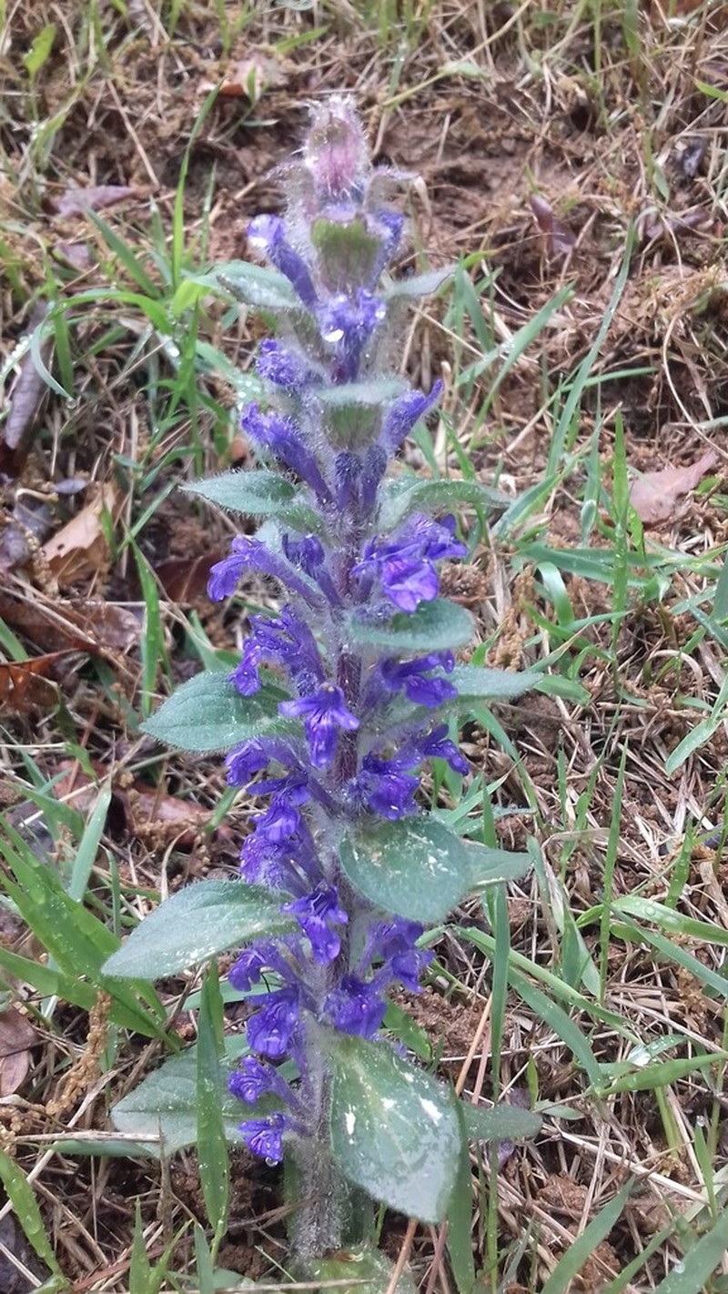 Ajuga multiflora photo 3