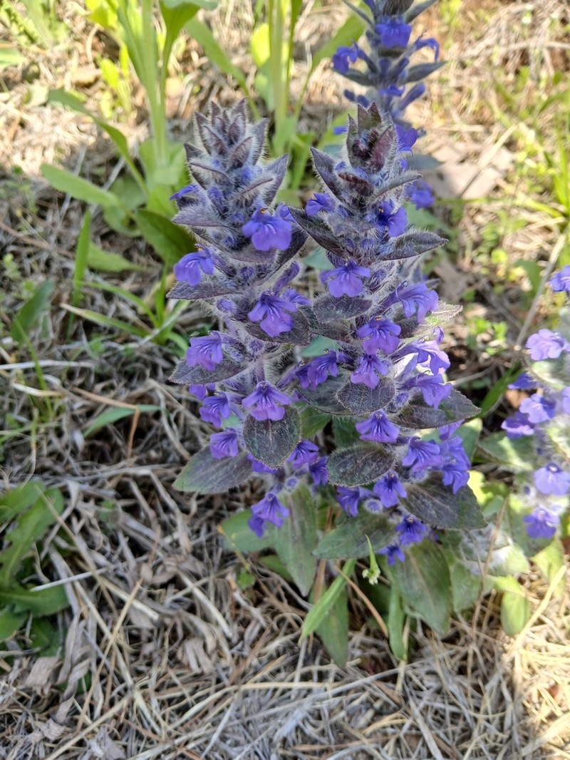 Ajuga multiflora photo 4