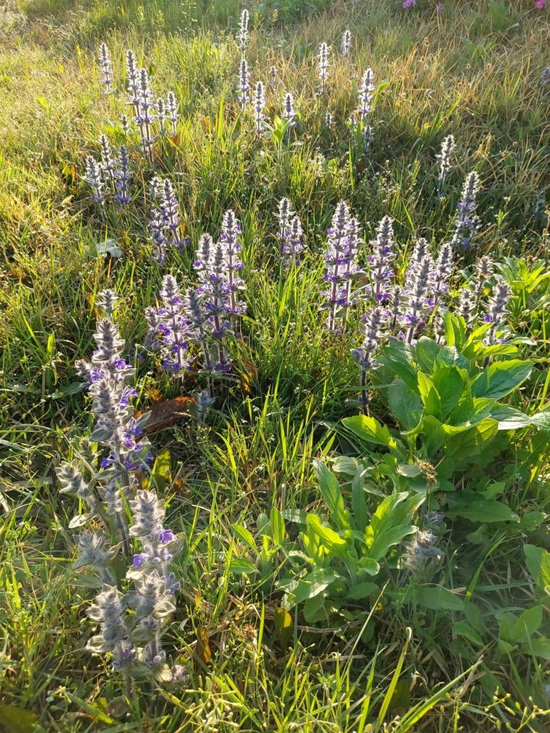Ajuga multiflora photo 5