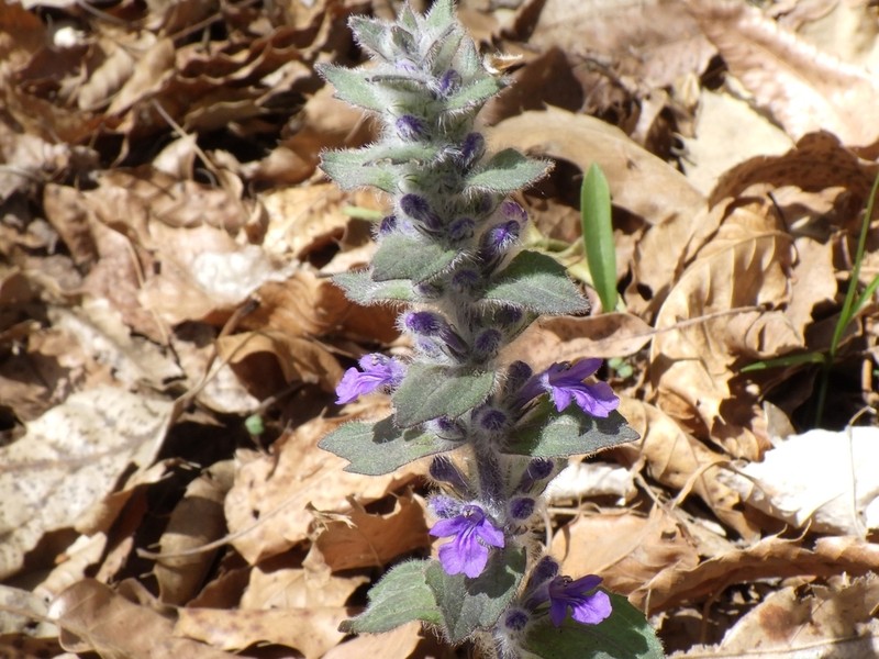 Ajuga multiflora photo 6
