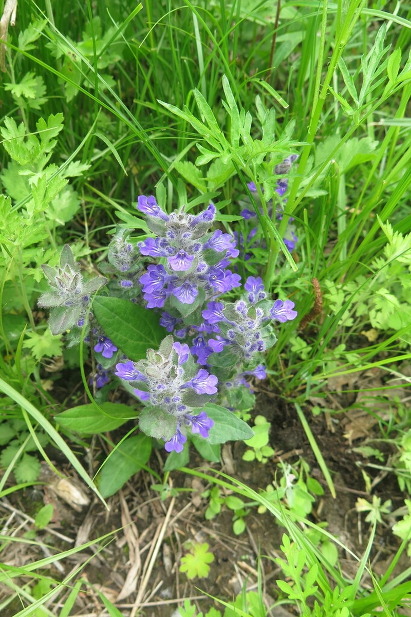 Ajuga multiflora photo 7