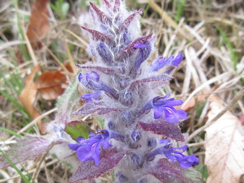 Ajuga multiflora photo 8