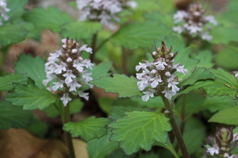 Ajuga nipponensis photo 2
