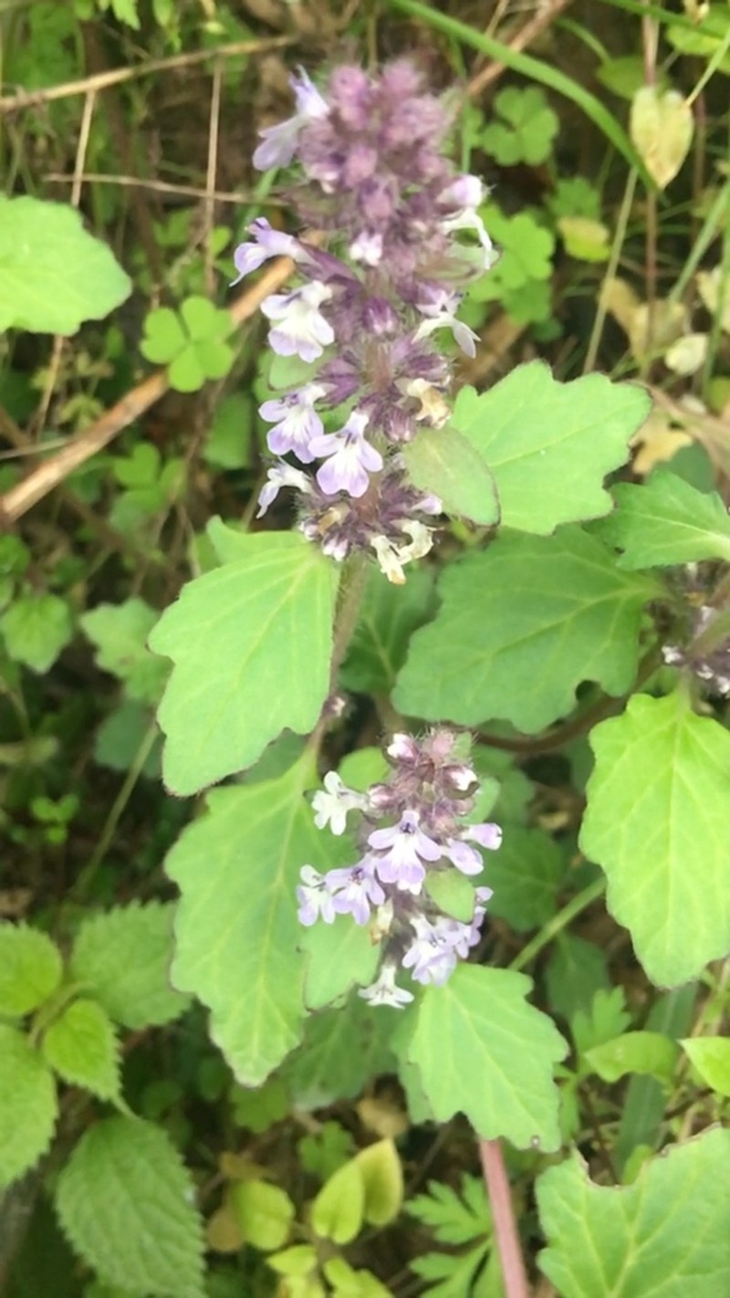 Ajuga nipponensis photo 3