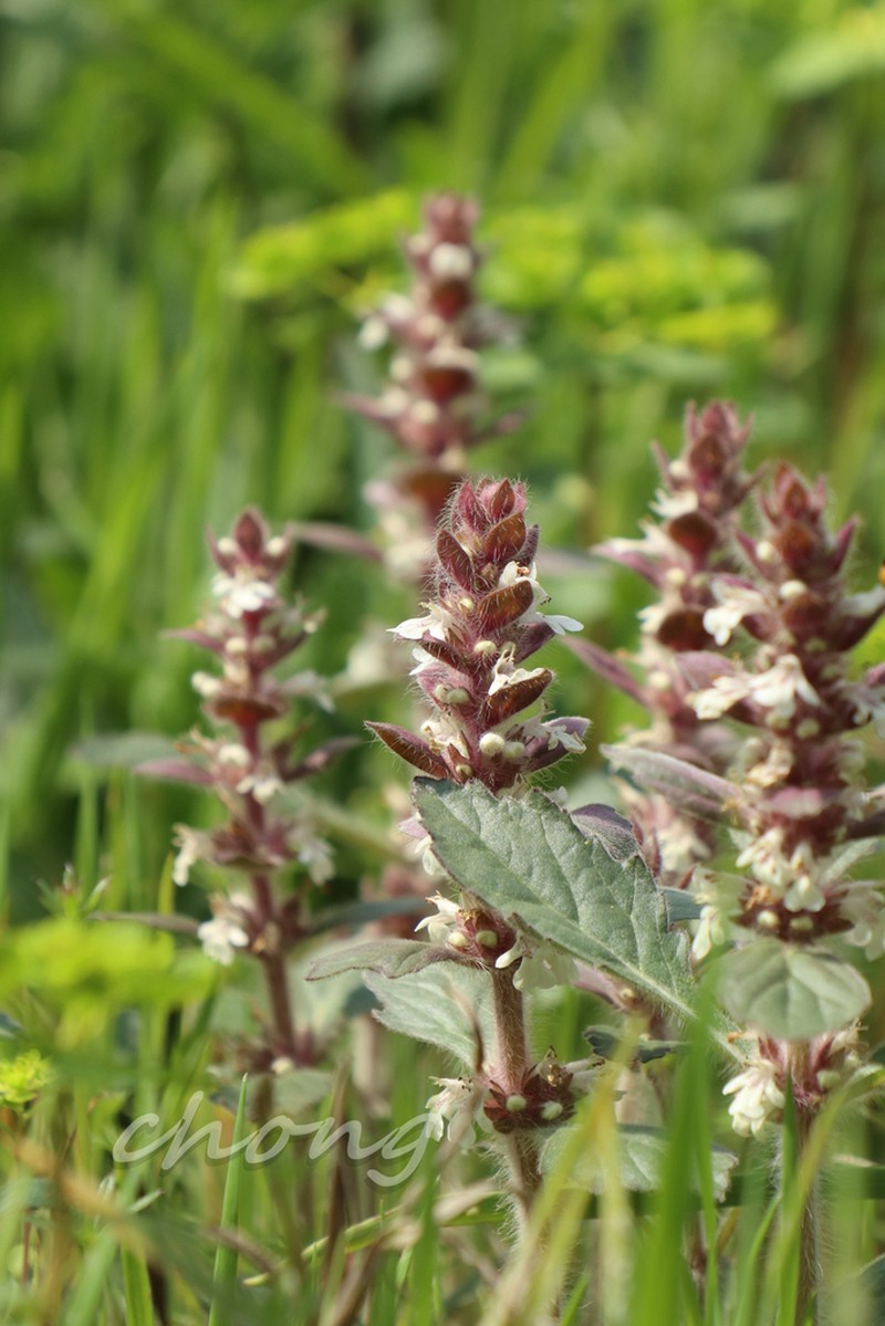 Ajuga nipponensis photo 4