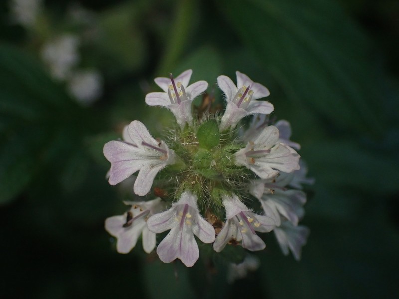 Ajuga nipponensis photo 5