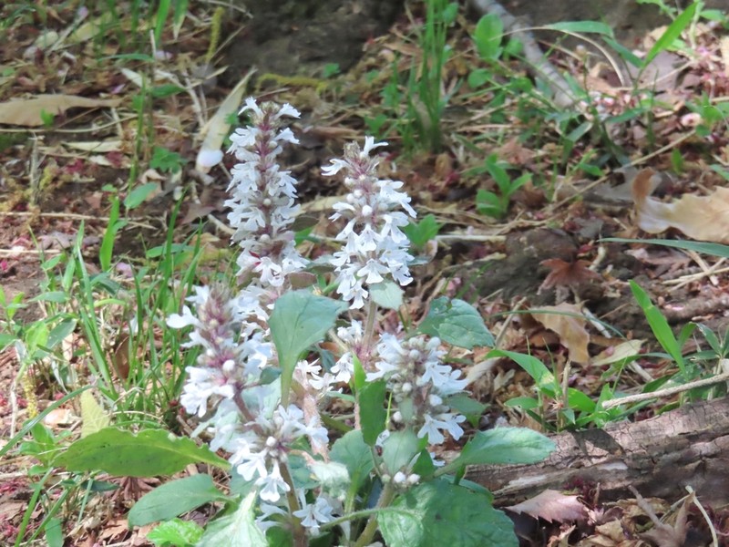 Ajuga nipponensis photo 6