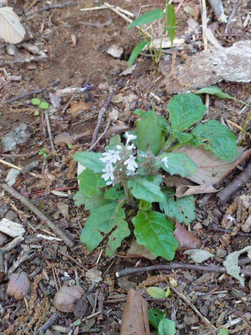 Ajuga nipponensis photo 7
