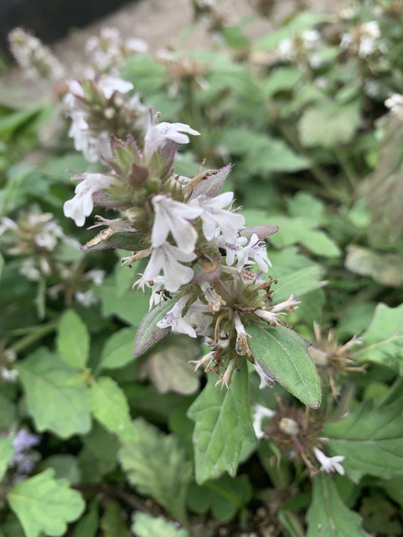 Ajuga nipponensis photo 8