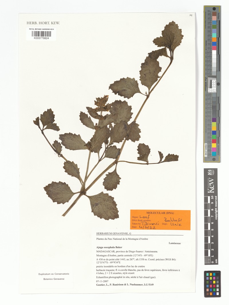 Ajuga oocephala