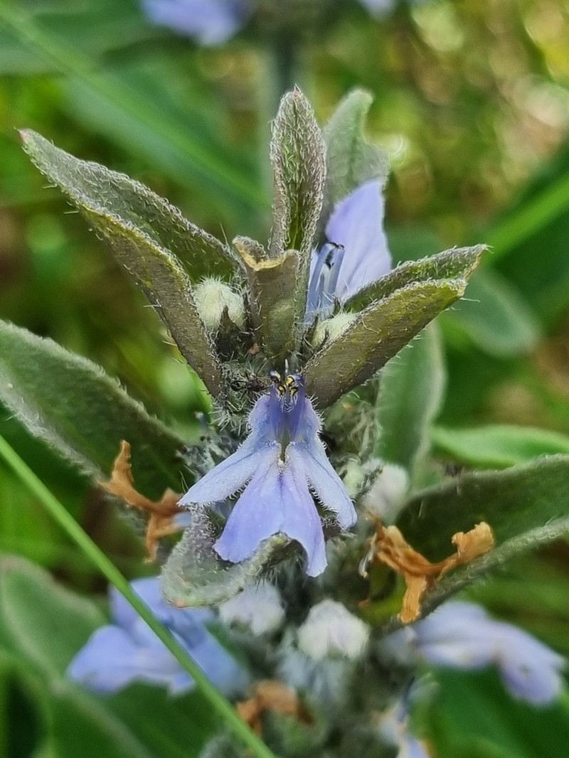 Ajuga ophrydis