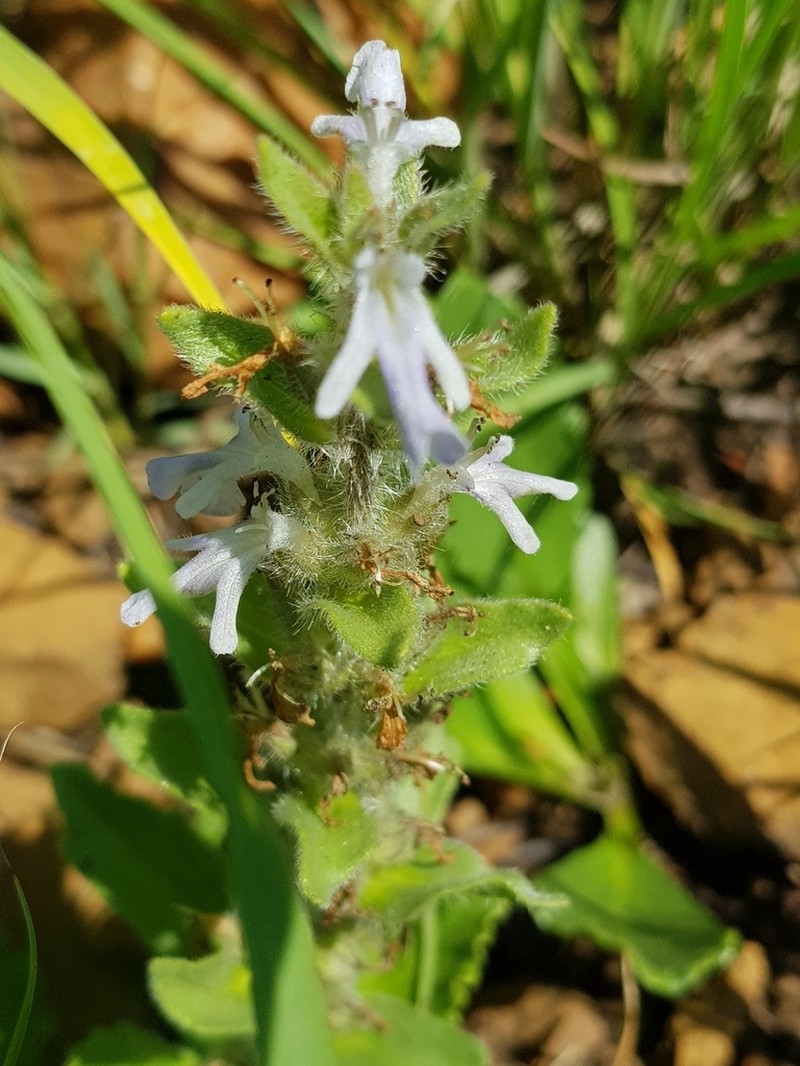 Ajuga ophrydis photo 2