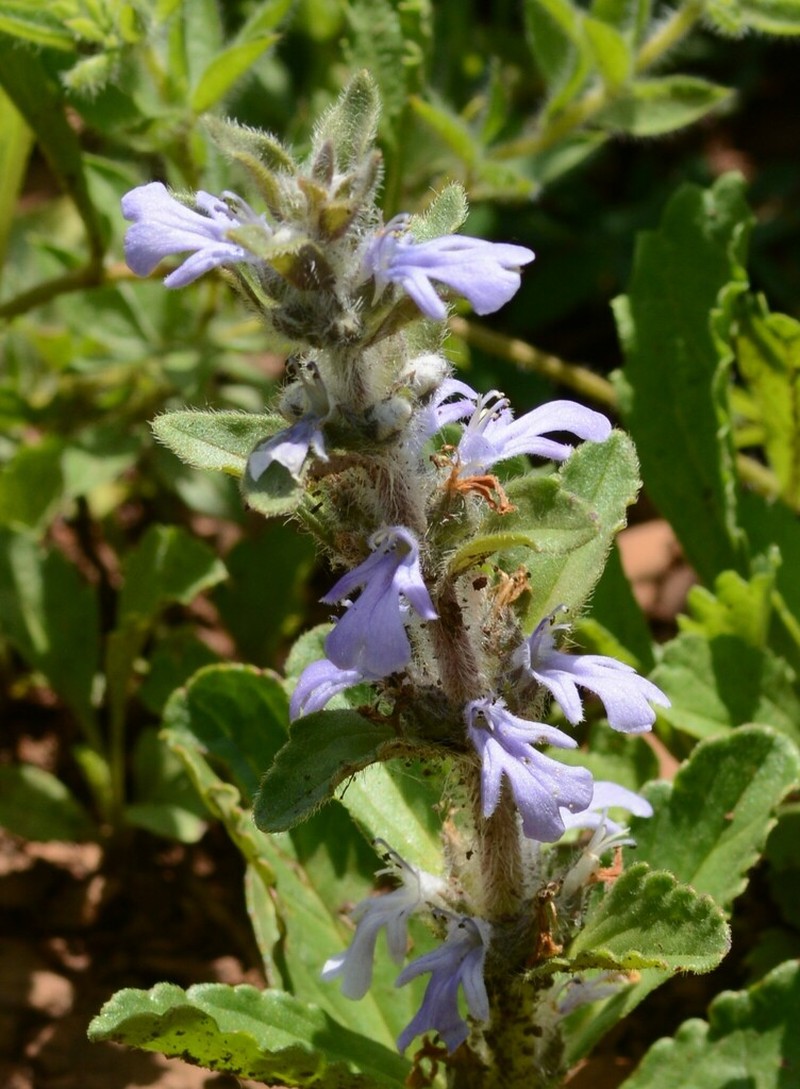 Ajuga ophrydis photo 3