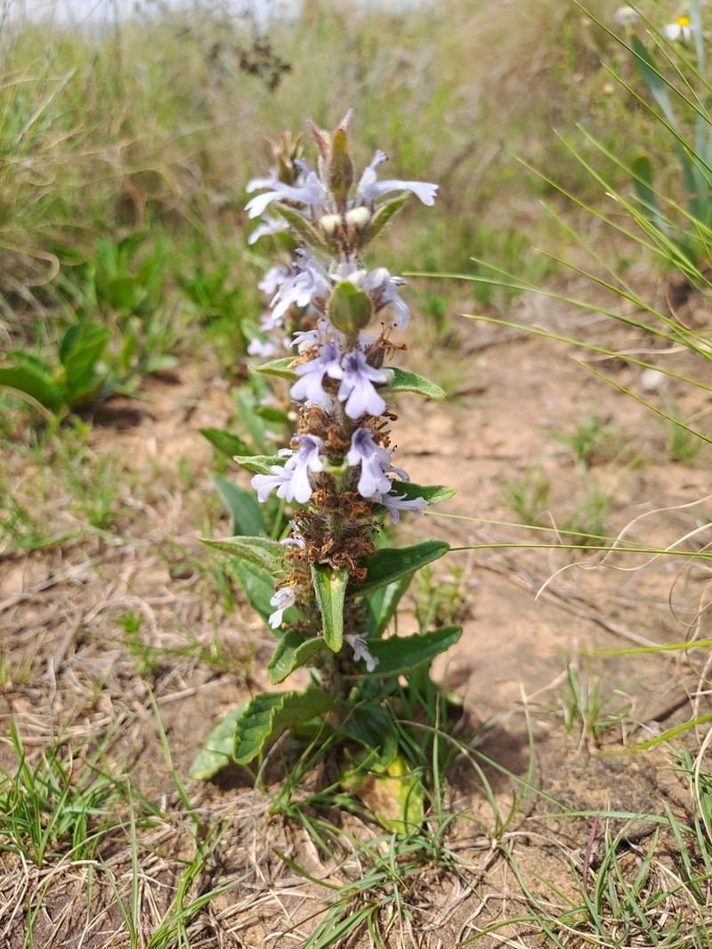 Ajuga ophrydis photo 4