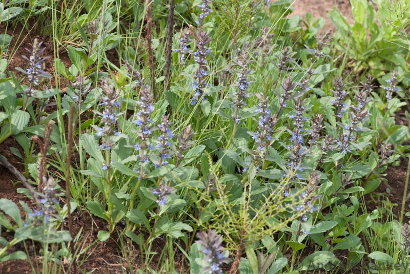 Ajuga ophrydis photo 5