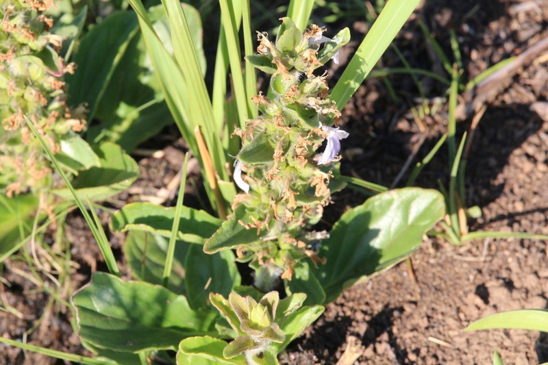 Ajuga ophrydis photo 6