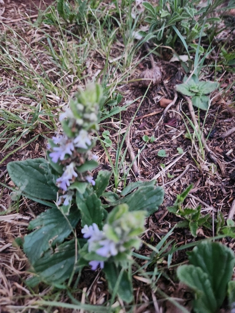 Ajuga ophrydis photo 7