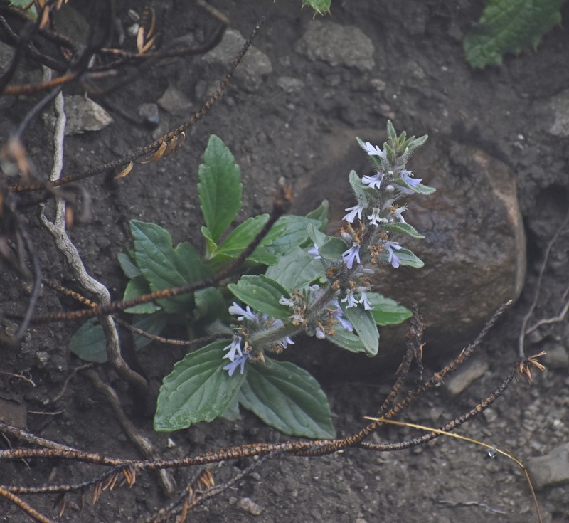 Ajuga ophrydis photo 8