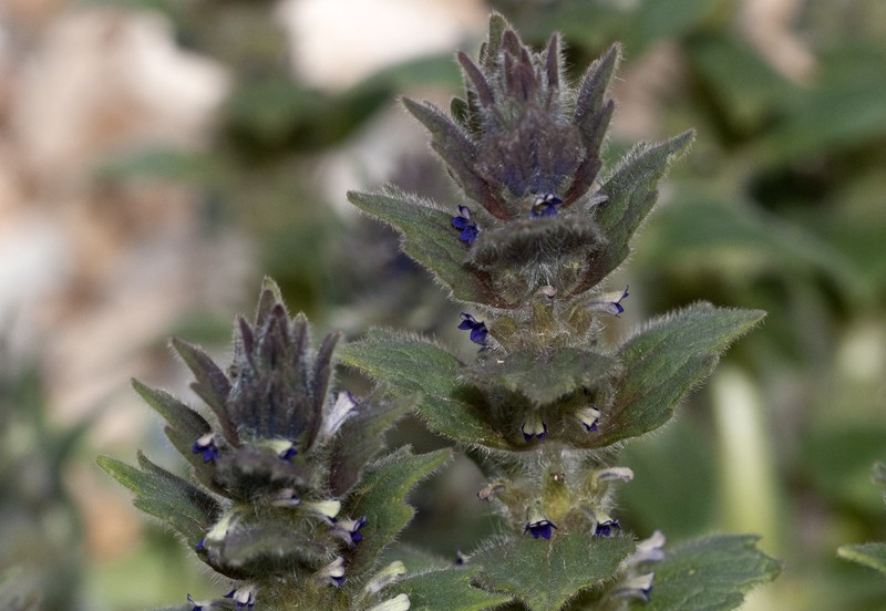 Ajuga orientalis