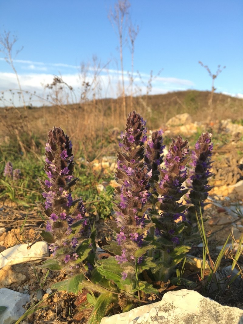 Ajuga orientalis photo 2
