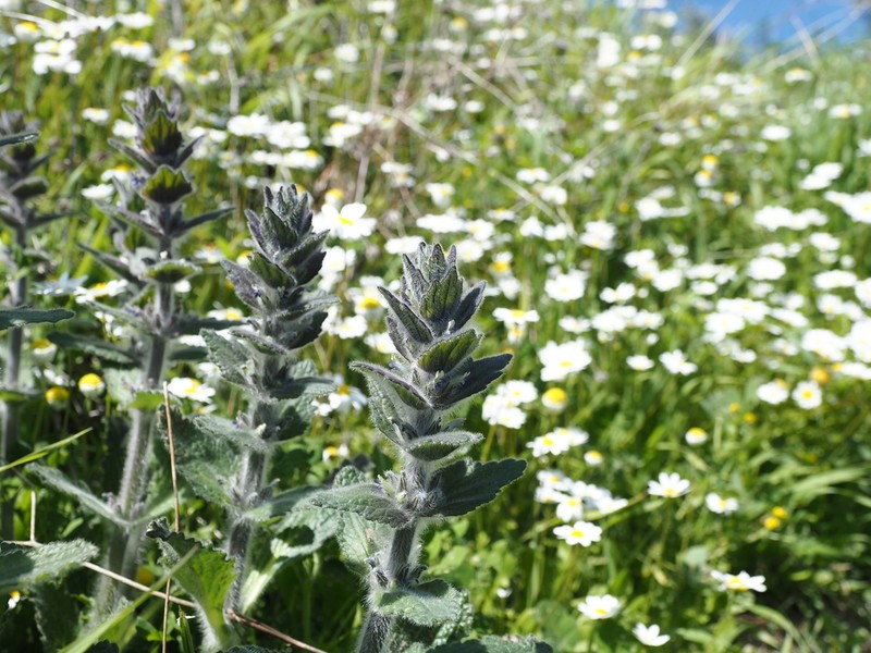 Ajuga orientalis photo 3