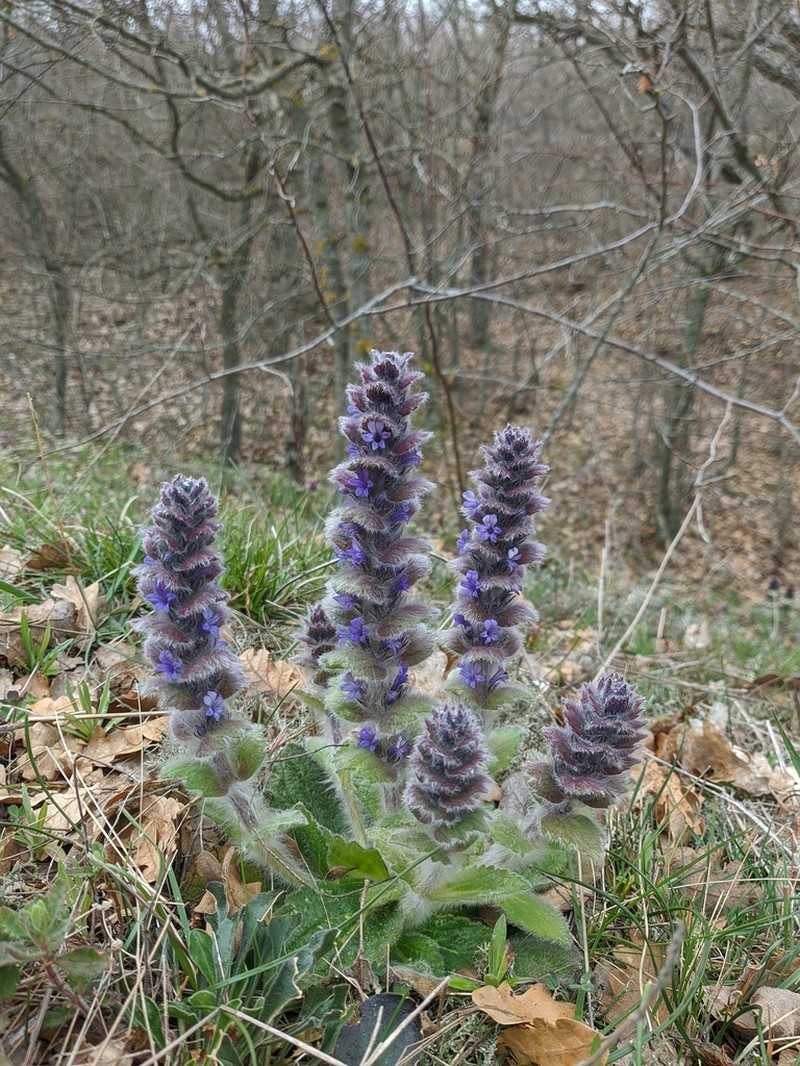 Ajuga orientalis photo 4