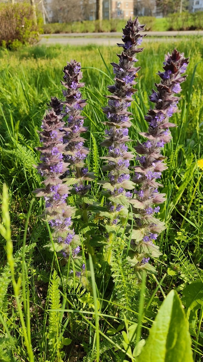 Ajuga orientalis photo 5