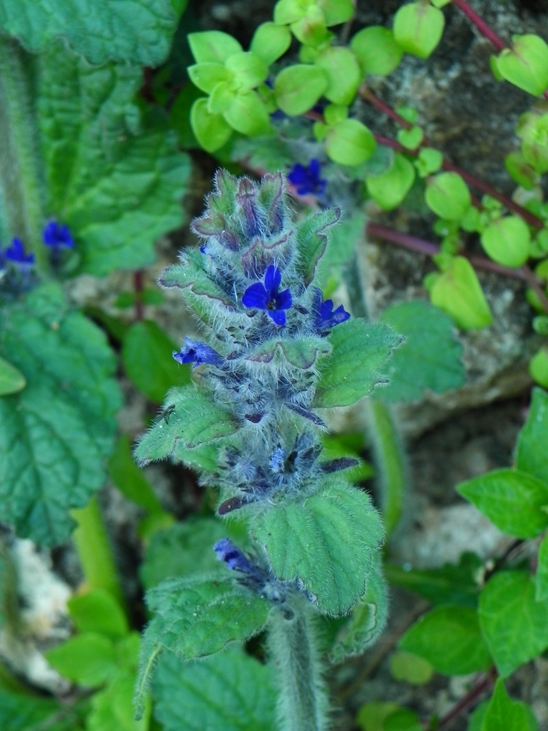 Ajuga orientalis photo 6
