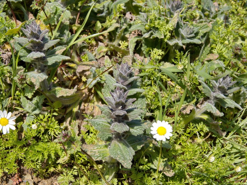 Ajuga orientalis photo 7