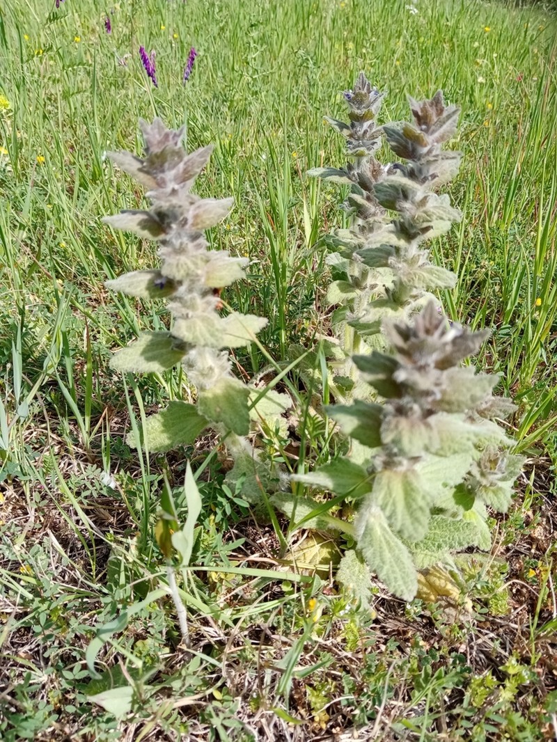 Ajuga orientalis photo 8